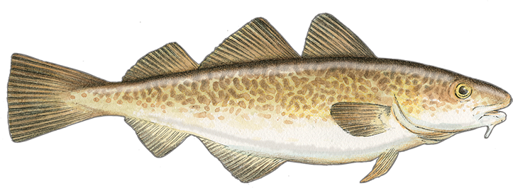 Pacific Cod_S_P