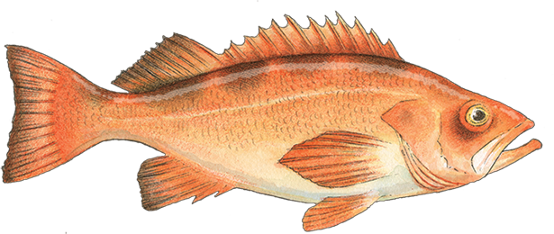 Pacific Rockfish_S_P