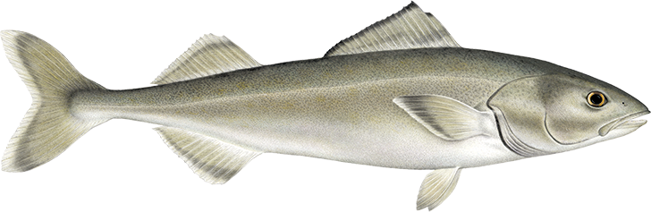 Alaska Black Cod_S_P