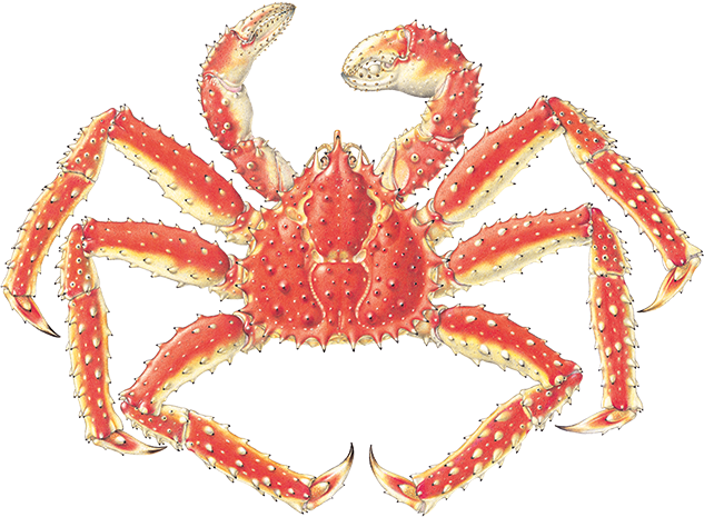 Alaska King Crab_S_P