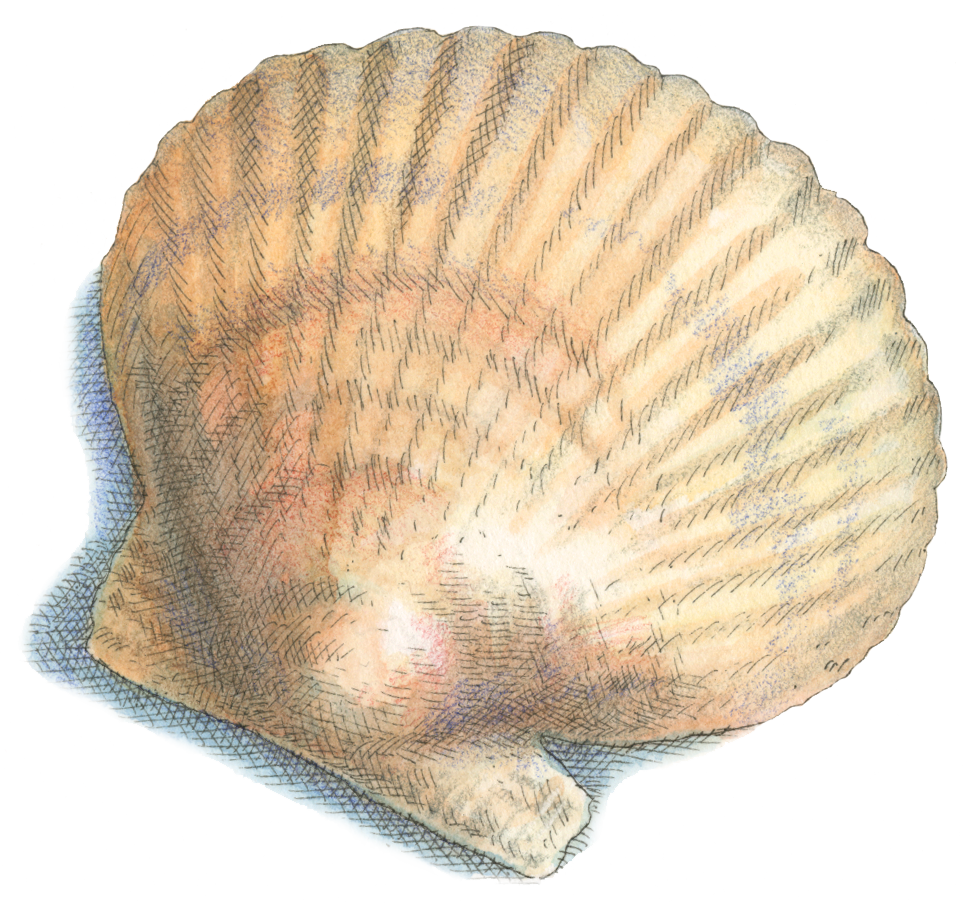 Highest Quality Frozen Wholesale Scallops