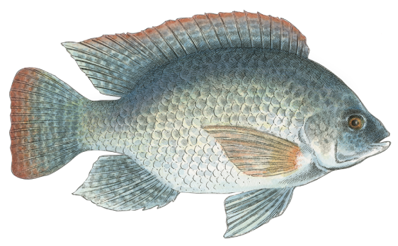 Tilapia