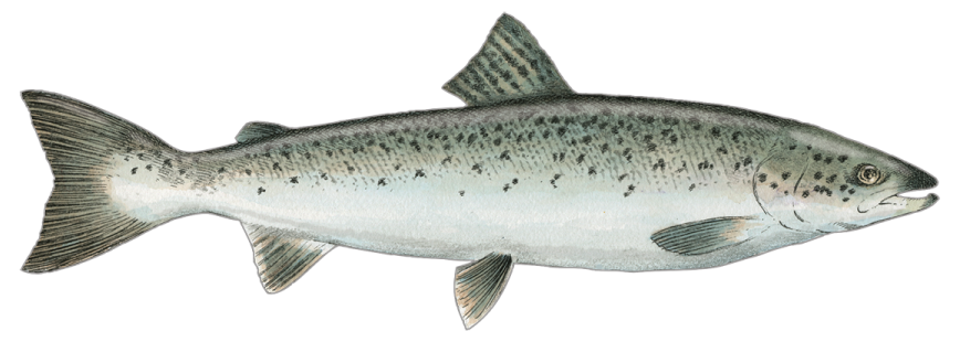 AtlanticSalmon