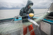 201909 Picking Salmon AA 1.JPG